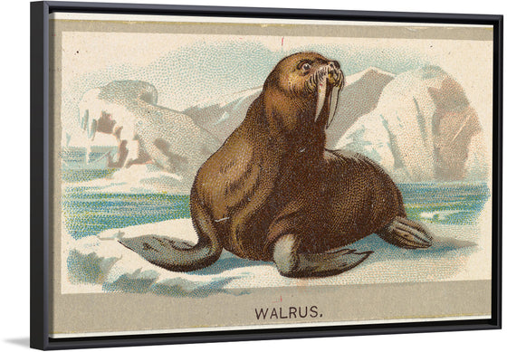 "Walrus, from the Animals of the World series", Abdul Cigarettes