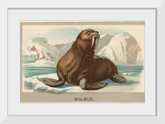 "Walrus, from the Animals of the World series", Abdul Cigarettes
