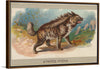 "Striped Hyena, From the Animals of the World Series", Abdul Cigarettes