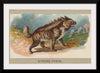 "Striped Hyena, From the Animals of the World Series", Abdul Cigarettes