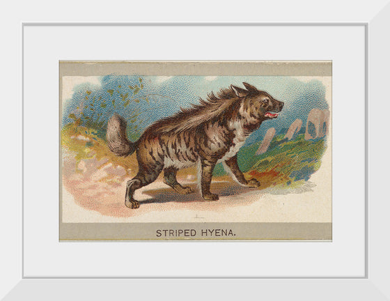 "Striped Hyena, From the Animals of the World Series", Abdul Cigarettes