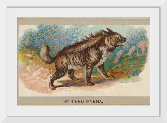 "Striped Hyena, From the Animals of the World Series", Abdul Cigarettes