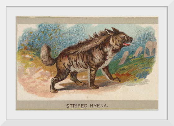 "Striped Hyena, From the Animals of the World Series", Abdul Cigarettes