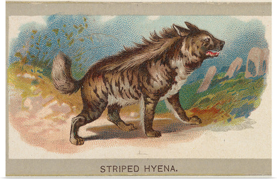 "Striped Hyena, From the Animals of the World Series", Abdul Cigarettes