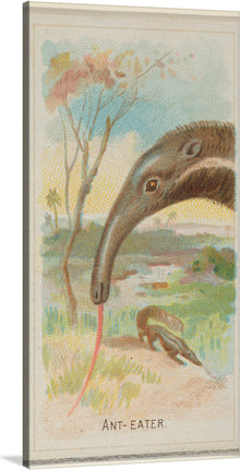  “Anteater” is a lithograph from the “Wild Animals of the World” series by Allen & Ginter, a tobacco company that produced cigarette cards in the late 19th century. The series was created to promote the company’s products and featured 50 different animals from around the world. 
