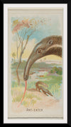 "Anteater, from the Wild Animals of the World series", Allen & Ginter