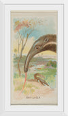 "Anteater, from the Wild Animals of the World series", Allen & Ginter