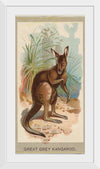 "Great Grey Kangaroo, from the Animals of the World series", Abdul Cigarettes