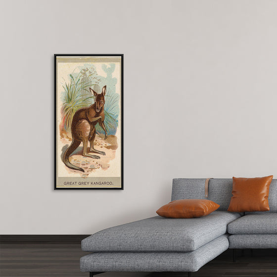 "Great Grey Kangaroo, from the Animals of the World series", Abdul Cigarettes