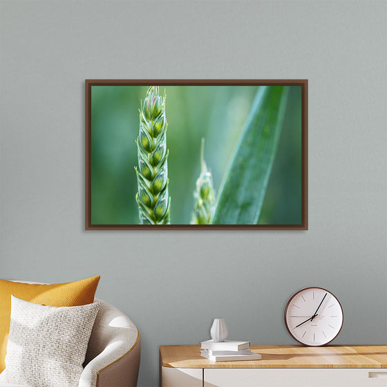 "Close up of Green Wheat"