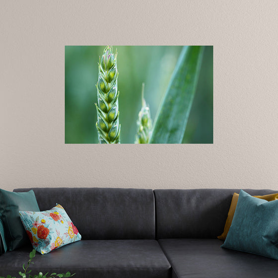 "Close up of Green Wheat"