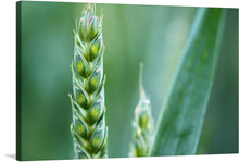  Immerse yourself in the serene beauty of nature with this exquisite print. The image captures the intricate details of a green wheat ear amidst its lush surroundings, offering a peaceful and refreshing visual experience. The vivid green hues, delicate textures, and subtle hints of purple are brought to life with exceptional clarity. 