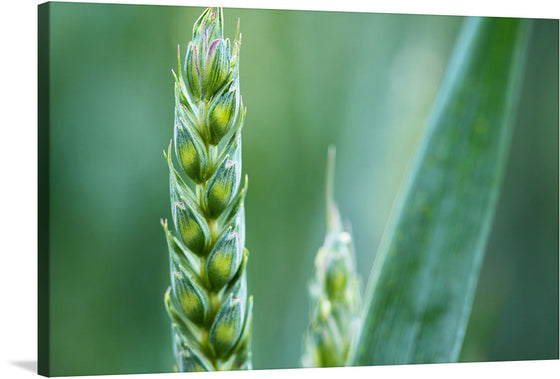 Immerse yourself in the serene beauty of nature with this exquisite print. The image captures the intricate details of a green wheat ear amidst its lush surroundings, offering a peaceful and refreshing visual experience. The vivid green hues, delicate textures, and subtle hints of purple are brought to life with exceptional clarity. 