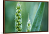 "Close up of Green Wheat"