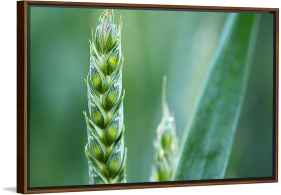 "Close up of Green Wheat"