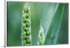 "Close up of Green Wheat"