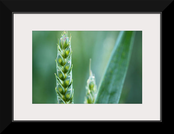 "Close up of Green Wheat"