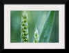 "Close up of Green Wheat"