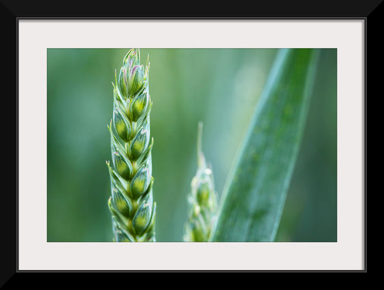 "Close up of Green Wheat"