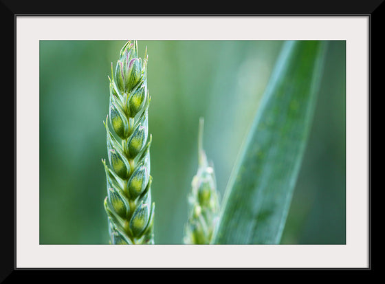 "Close up of Green Wheat"