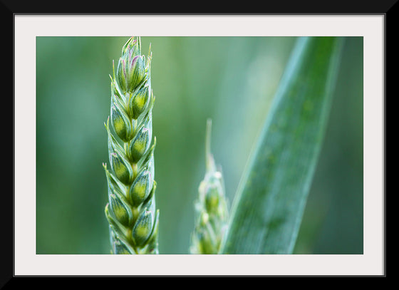 "Close up of Green Wheat"