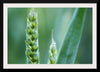 "Close up of Green Wheat"