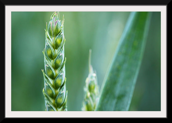 "Close up of Green Wheat"