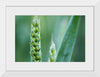 "Close up of Green Wheat"