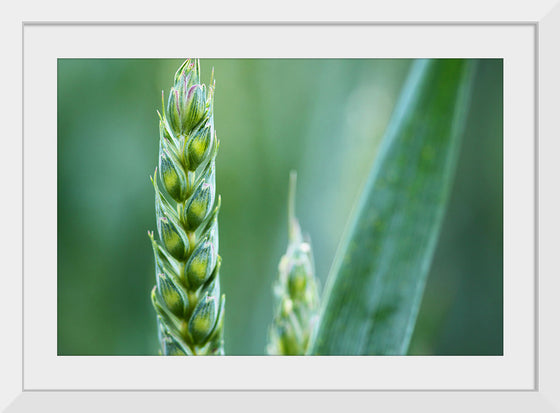 "Close up of Green Wheat"