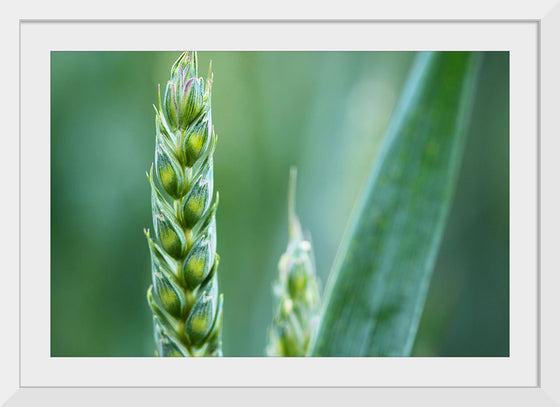 "Close up of Green Wheat"