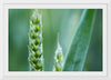 "Close up of Green Wheat"