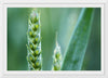 "Close up of Green Wheat"