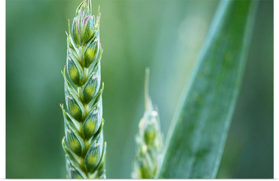 "Close up of Green Wheat"