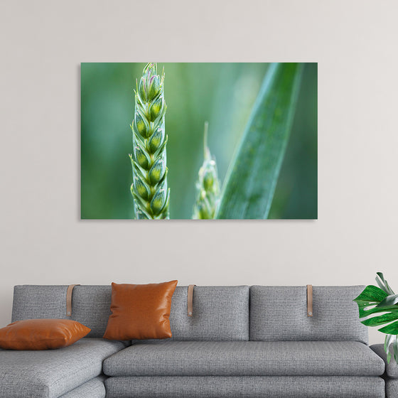 "Close up of Green Wheat"