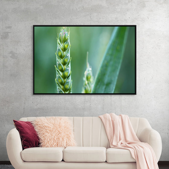 "Close up of Green Wheat"