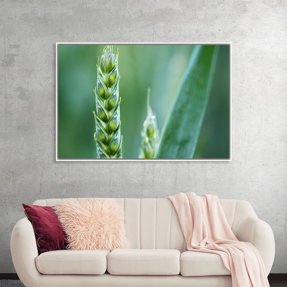 "Close up of Green Wheat"