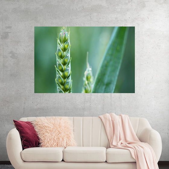 "Close up of Green Wheat"