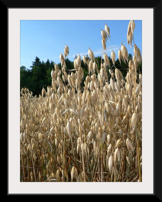 "Close Up of Oats", Rosendahl