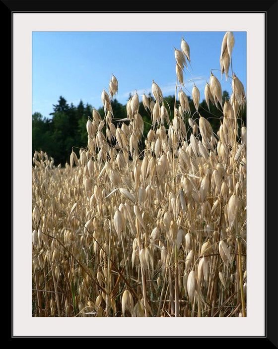 "Close Up of Oats", Rosendahl