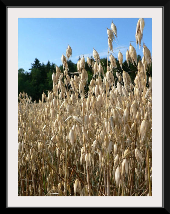 "Close Up of Oats", Rosendahl