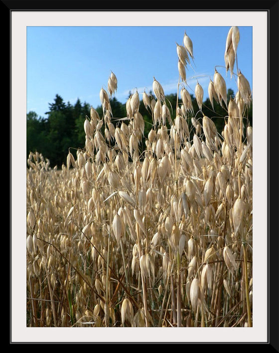 "Close Up of Oats", Rosendahl