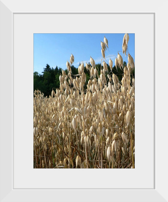 "Close Up of Oats", Rosendahl