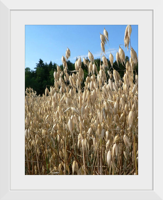 "Close Up of Oats", Rosendahl