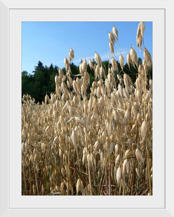 "Close Up of Oats", Rosendahl