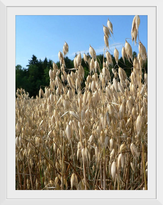 "Close Up of Oats", Rosendahl