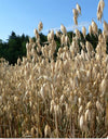 "Close Up of Oats", Rosendahl