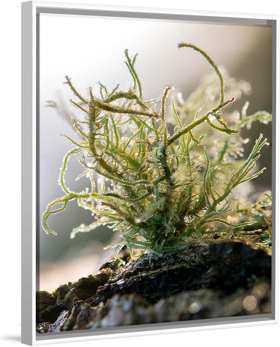 "Lichen V"