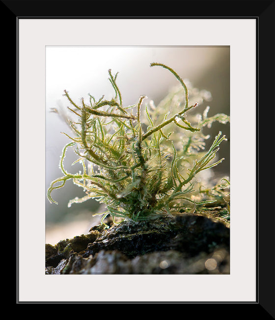 "Lichen V"