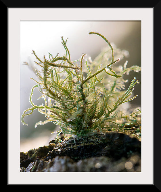 "Lichen V"