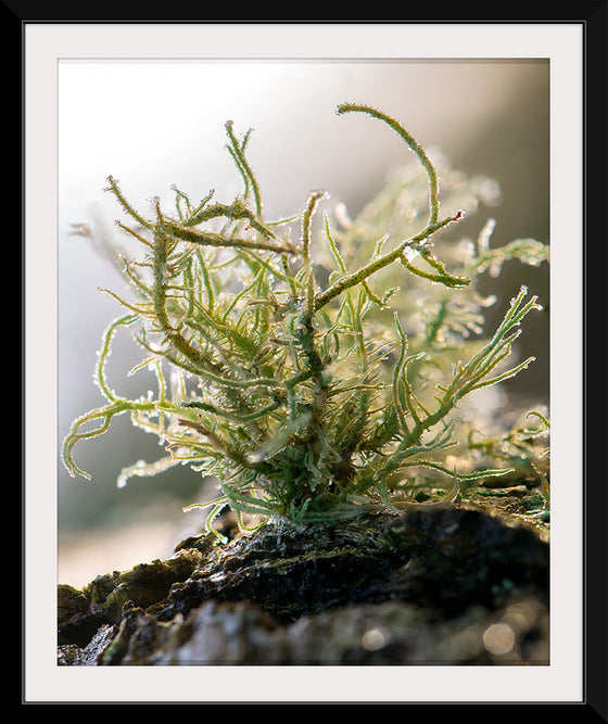 "Lichen V"